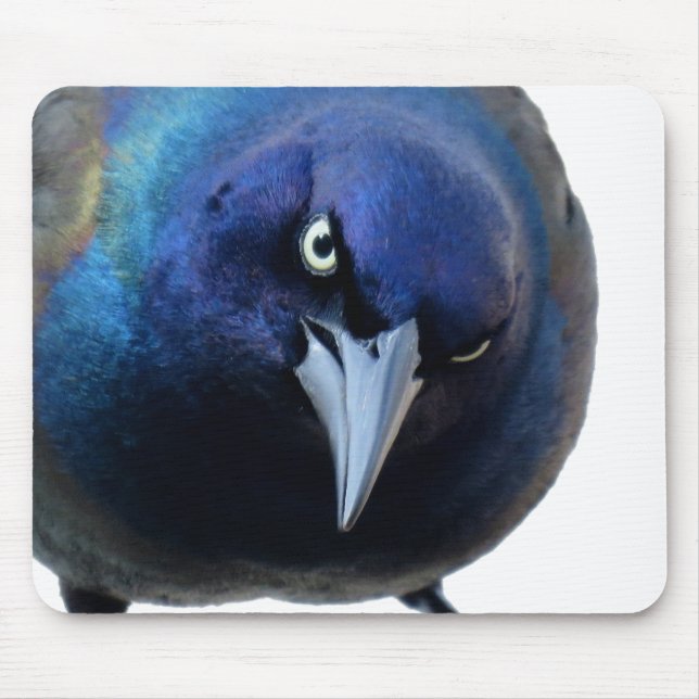 Mousepad O Grackle irritado (Frente)
