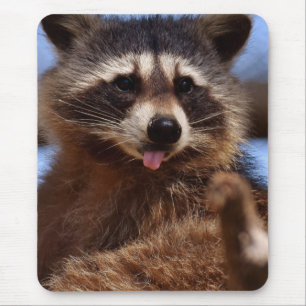 Mousepad O guaxinim engraçado que cola o é língua para f