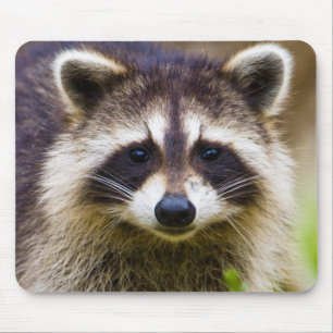 Mousepad O guaxinim, Perdedor de Percíon