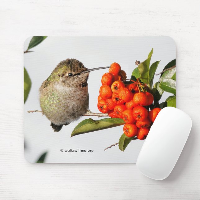Mousepad O Hummingbird Poses de Anna com a Piracantha (Com mouse)