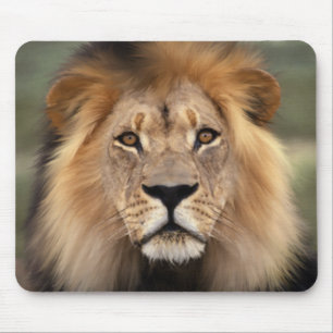 Mousepad O leão