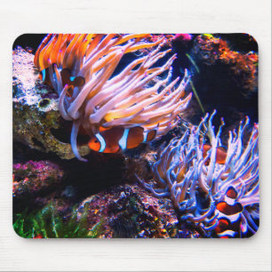 Mousepad O néon colore peixes do palhaço