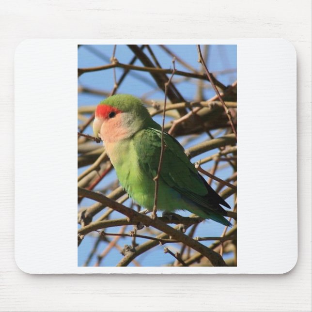 Mousepad o pêssego enfrentou o lovebird (Frente)