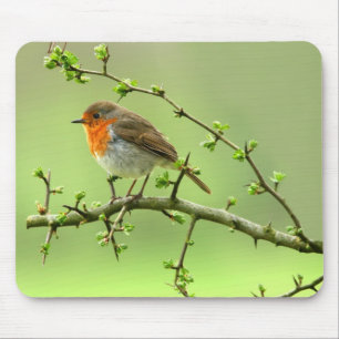 Mousepad O pisco de peito vermelho