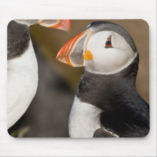 Mousepad O Puffin Atlântico