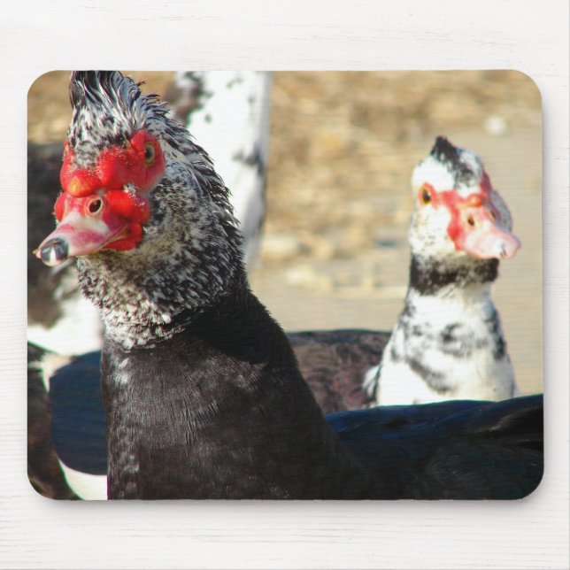 Mousepad "O que você está fazendo?" (Frente)