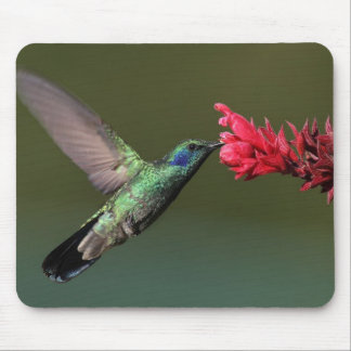 Mousepad O Violetear verde