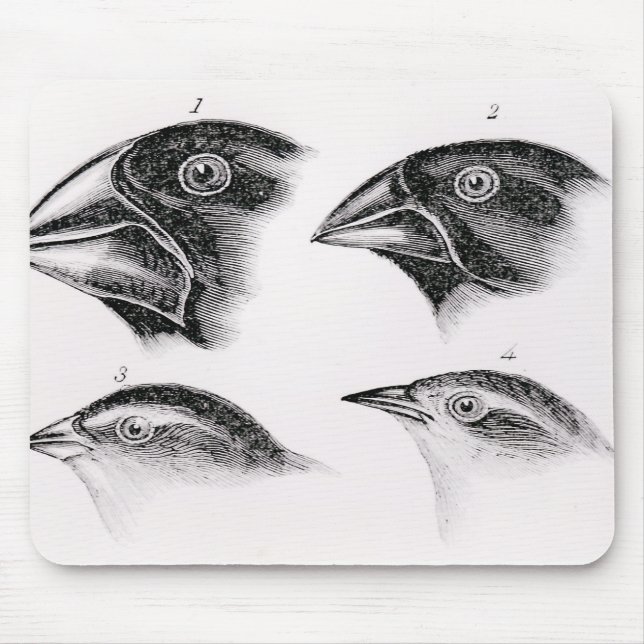 Mousepad Observações do pássaro de Darwin (Frente)
