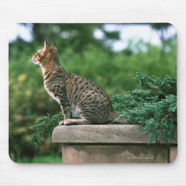 Mousepad Ocicat 2 (Frente)