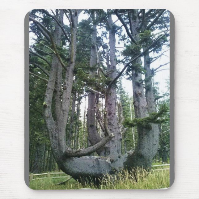 Mousepad Octopus Tree, Cape Meares, Oregon (Frente)