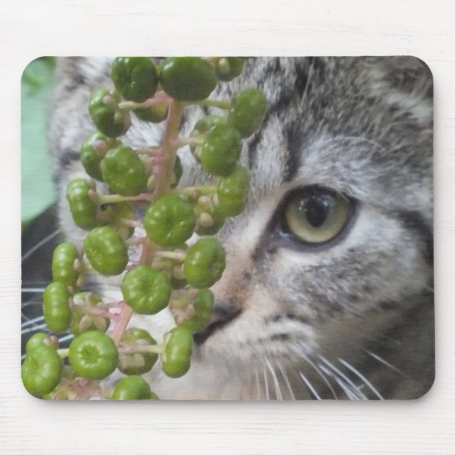 Mousepad Ocultar Kitten (Frente)