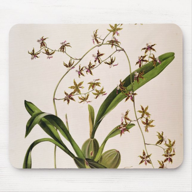 Mousepad Odontoglossum Hastatum (Frente)
