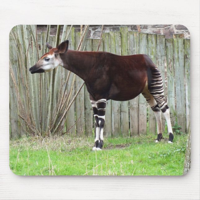 Mousepad Okapi parado por cerca (Frente)