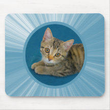 Olá, querida, gatinho fofo