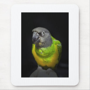 Mousepad Olhar fixamente Teecoo do papagaio de Senegal
