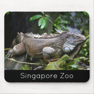 Mousepad Olhe para mim, Lizard Singapore Zoo