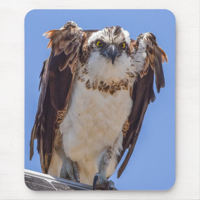 Mousepad Olhos da Águia-Pescadora (Frente)