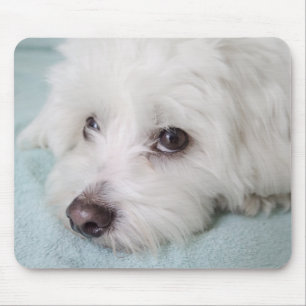 Mousepad Olhos de de Tulear Filhote de cachorro do algodão