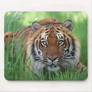 Mousepad Olhos de Tigres