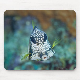 Mousepad Opinião subaquática o Trunkfish liso (Lactophrys