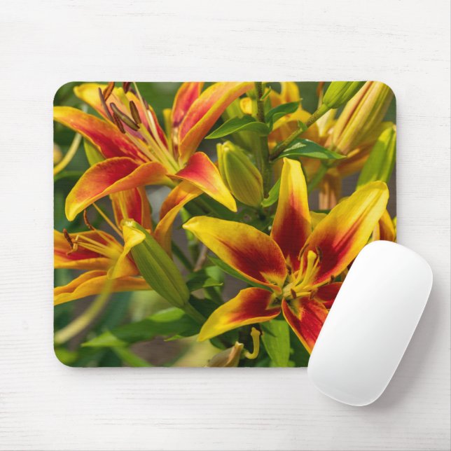 Mousepad Orange Daylily Canadian Flower Photoshop (Com mouse)
