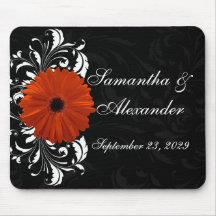 Orange Gerbera Daisy com rolagem branca e negra