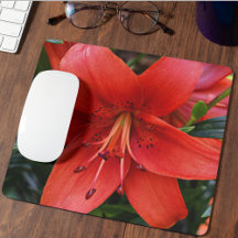Orange Lily Bloom Floral