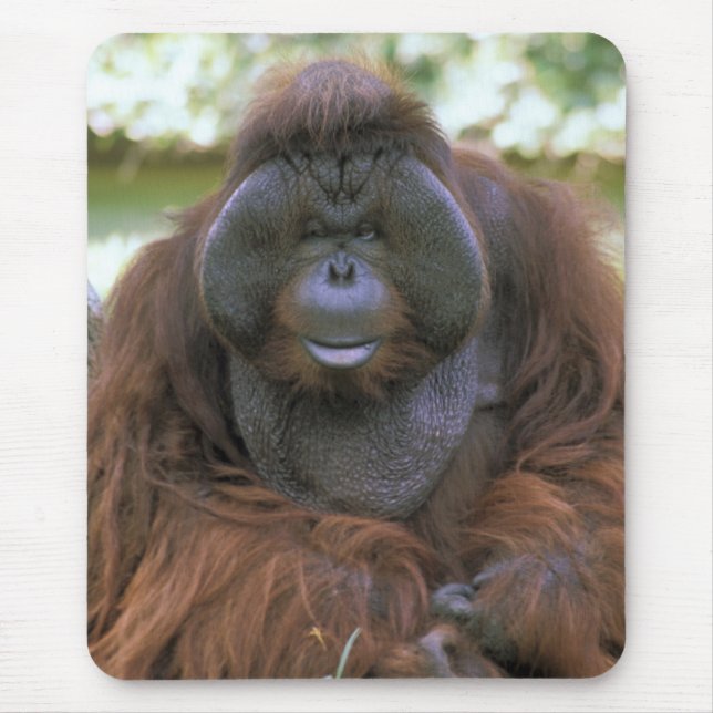Mousepad Orangotango Pongo Pygmaeus (Frente)