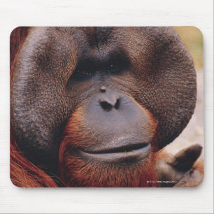 Mousepad Orangutan