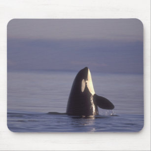 Mousepad Orca assassina (Orca orcinus) em spyhopping perto