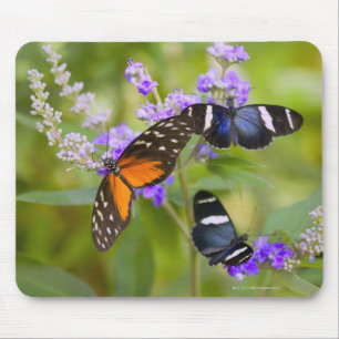Mousepad oregon, EUA
