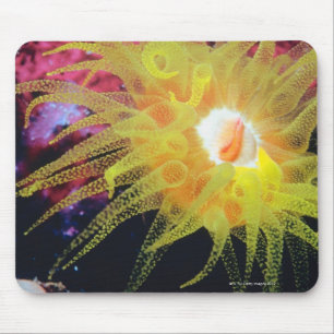 Mousepad Organismo subaquático