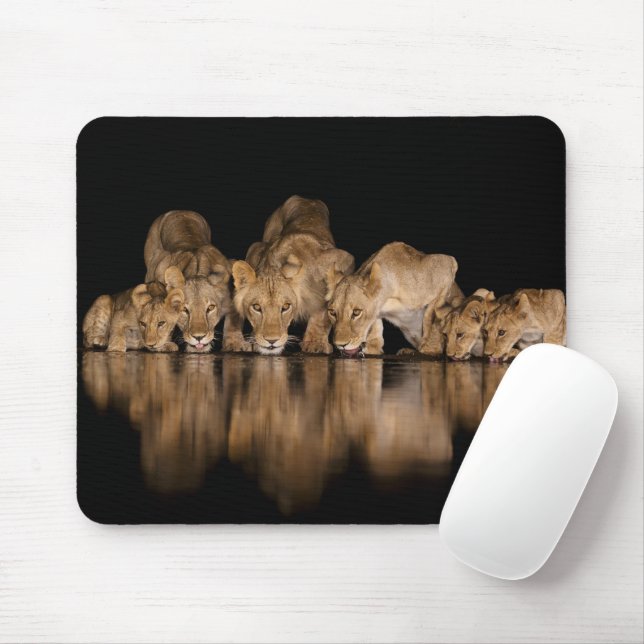 Mousepad Orgulho de Leões Bebe no Buraco de Água à Noite (Com mouse)