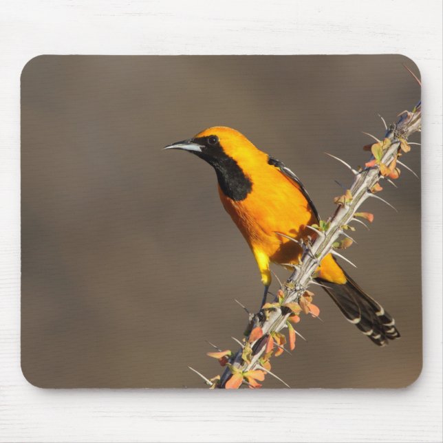 Mousepad Oriole encapuzado em um galho (Frente)