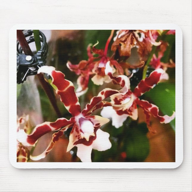 Mousepad Orquídea (Frente)