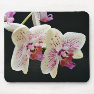 Mousepad Orquídea branca e rosa linda com fundo preto