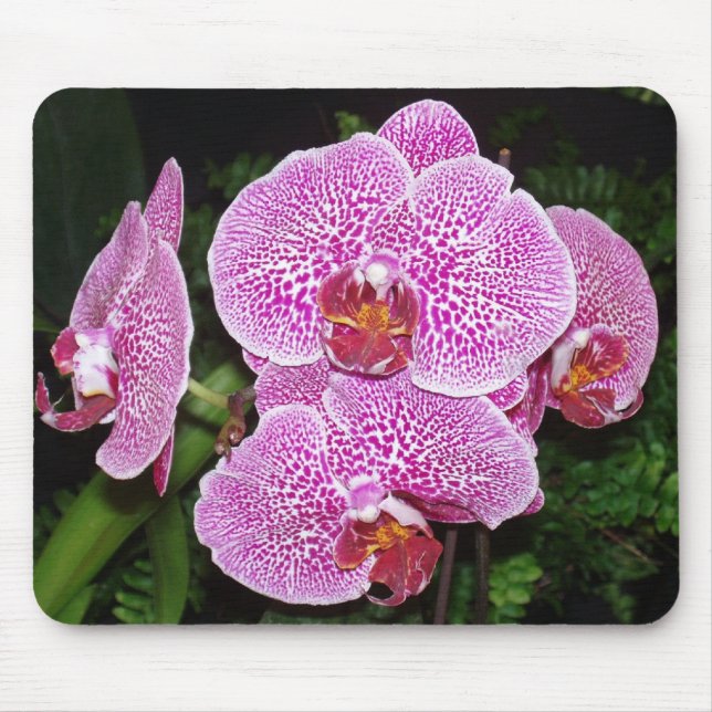 Mousepad Orquídea branca e roxa (Frente)