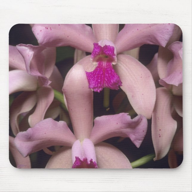 Mousepad Orquídea, (Cattleya amethystoglossa), Leste (Frente)