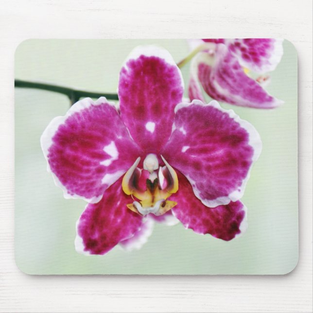 Mousepad Orquídea cor-de-rosa (Frente)