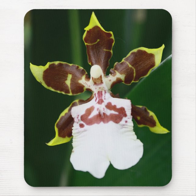 Mousepad Orquídea de Zygopetalum (Frente)