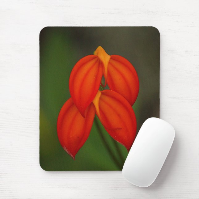Mousepad Orquídea do ignea do Masdevallia (Com mouse)