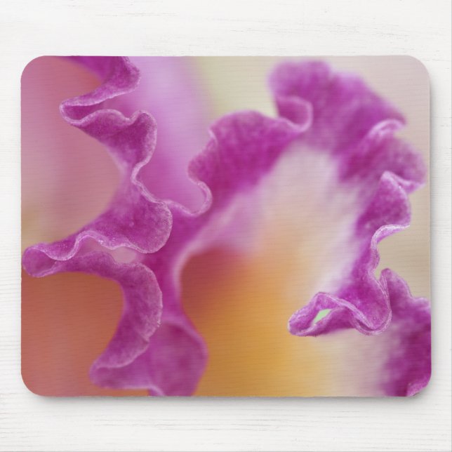 Mousepad Orquídea híbrida close-up, Delray Beach, Flórida (Frente)