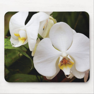 Mousepad Orquídea Lua Branca (Phalaenopsis Aphrodite)
