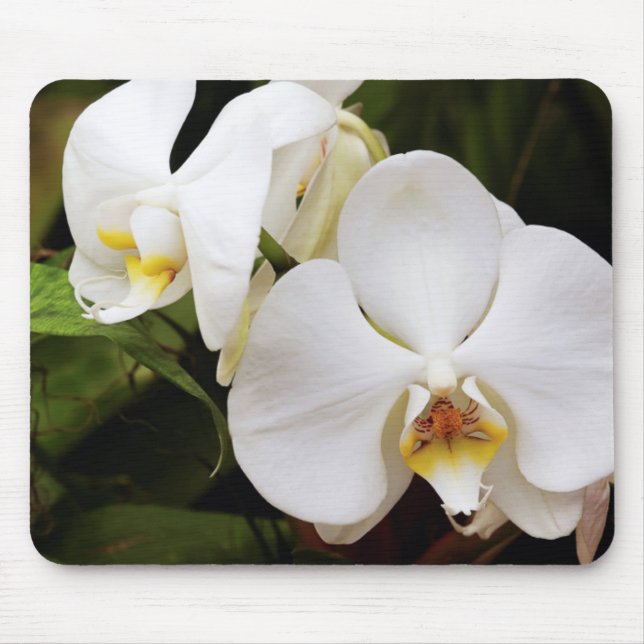 Mousepad Orquídea Lua Branca (Phalaenopsis Aphrodite) (Frente)