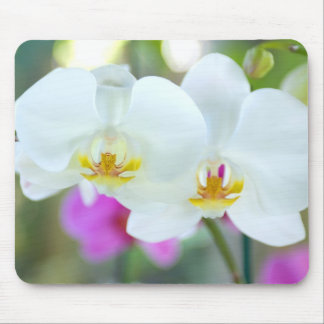 Mousepad Orquídeas brancas