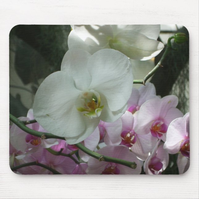 Mousepad Orquídeas brancas e roxas (Frente)