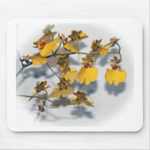 Orquídeas de Oncidio Amarelo Dançantes