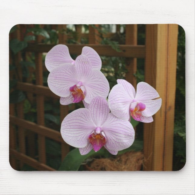 Mousepad Orquídeas do zen (Frente)