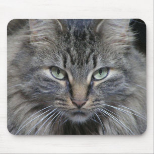 Mousepad Os olhos de gatos têm-no