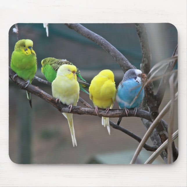 Mousepad Os Parakeets coloridos brilhantes Budgies repetem (Frente)